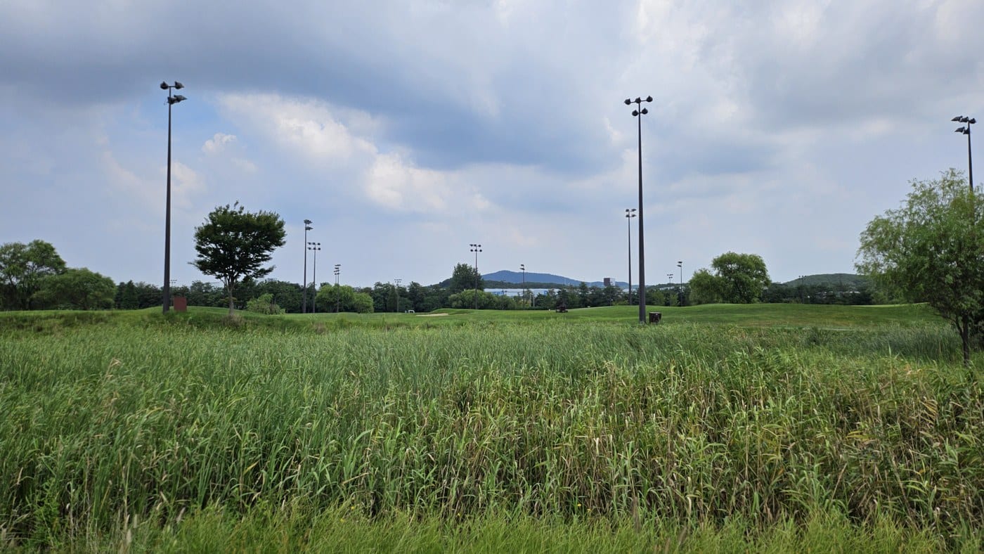 Tall reeds in the foreground of a golf hole, with mown fairway, floodlight poles, and a low mountain ridge visible beyond them under a gray sky.